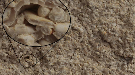 Indiana Limestone Close Up